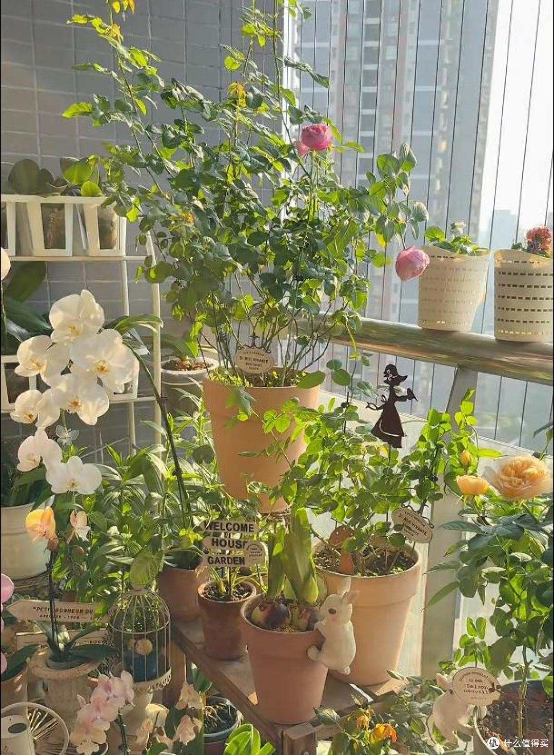 羡慕死!广州一女子养的花,全都“玩命开”,网友:不信,摆拍吧