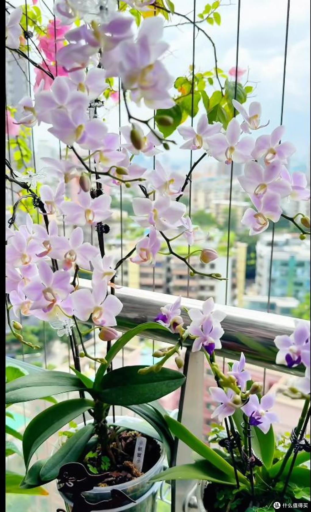 羡慕死!广州一女子养的花,全都“玩命开”,网友:不信,摆拍吧