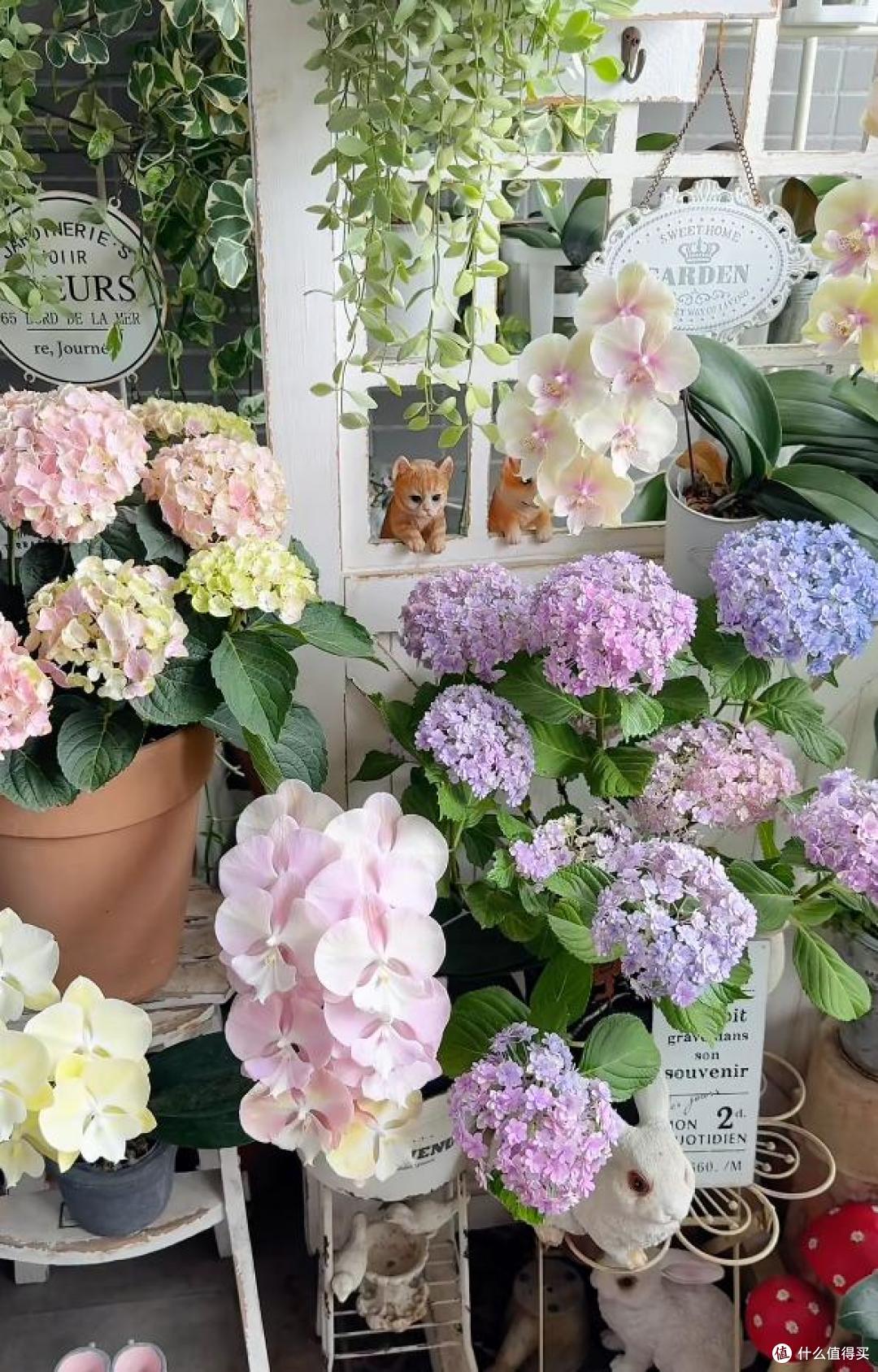 羡慕死!广州一女子养的花,全都“玩命开”,网友:不信,摆拍吧