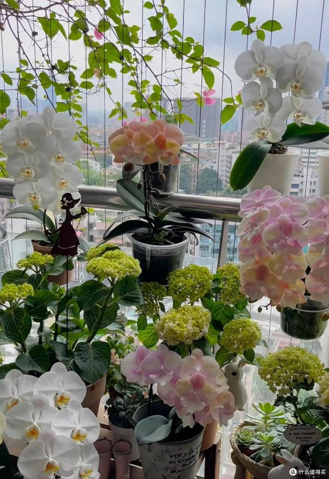 羡慕死!广州一女子养的花,全都“玩命开”,网友:不信,摆拍吧