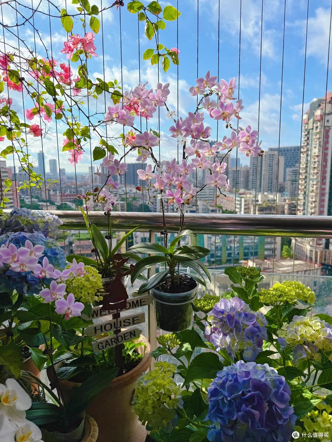 羡慕死!广州一女子养的花,全都“玩命开”,网友:不信,摆拍吧