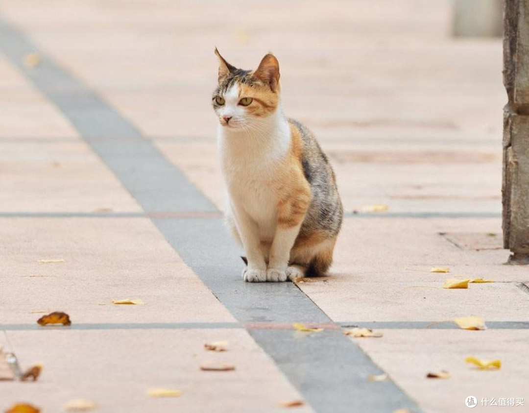 三花猫的日常生活观察