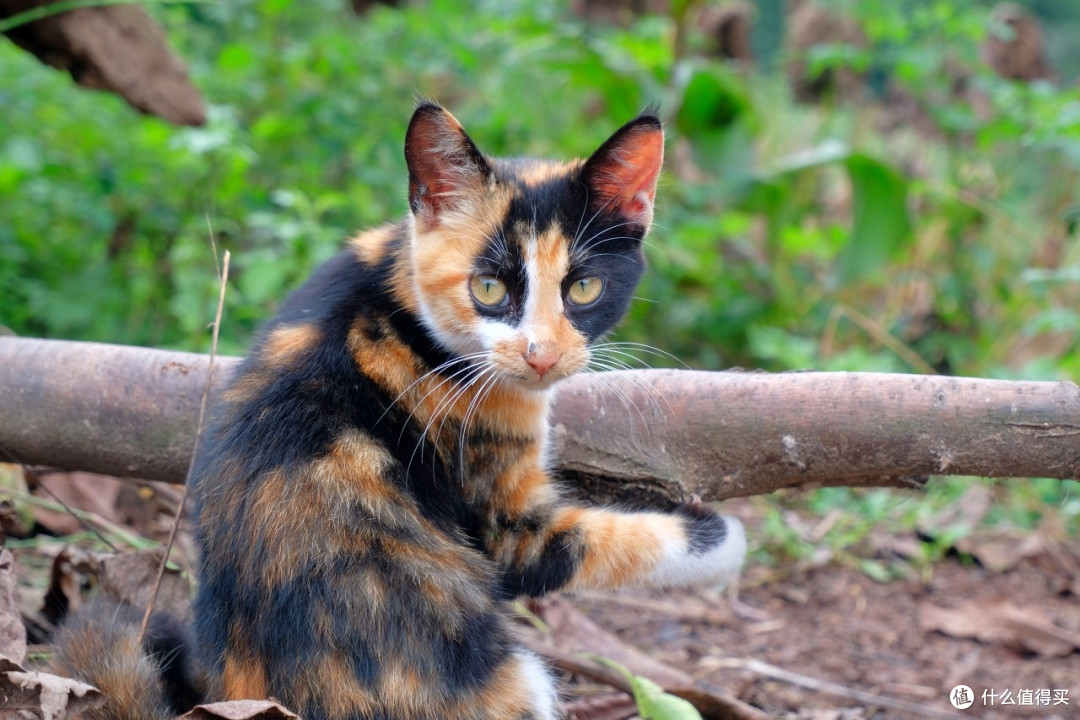 三花猫的日常生活观察