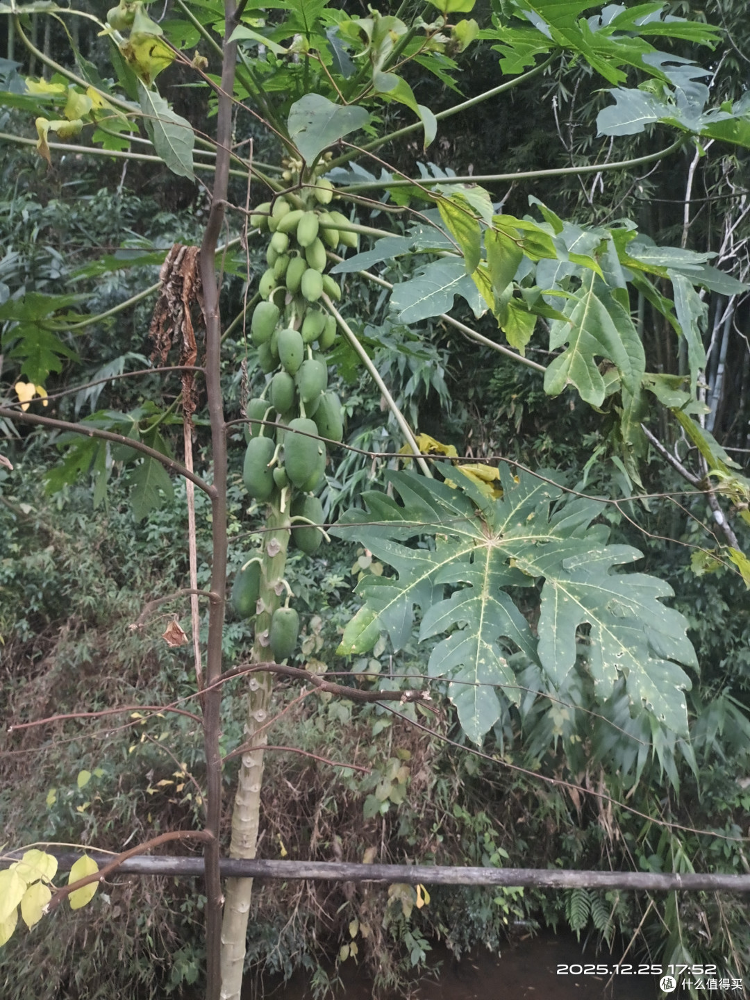 张聚焦木瓜树