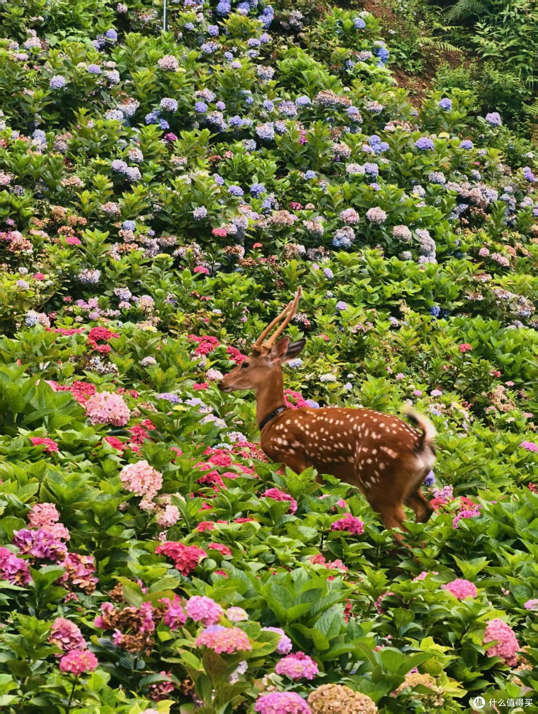 贵州梅园梅花鹿生态观察