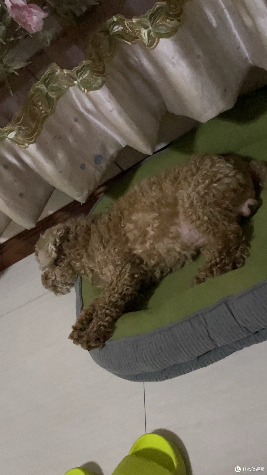 哇!我和狗狗的奇妙一年