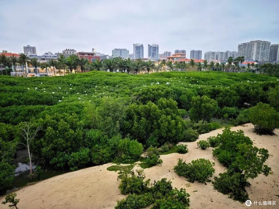 金沙湾红树林