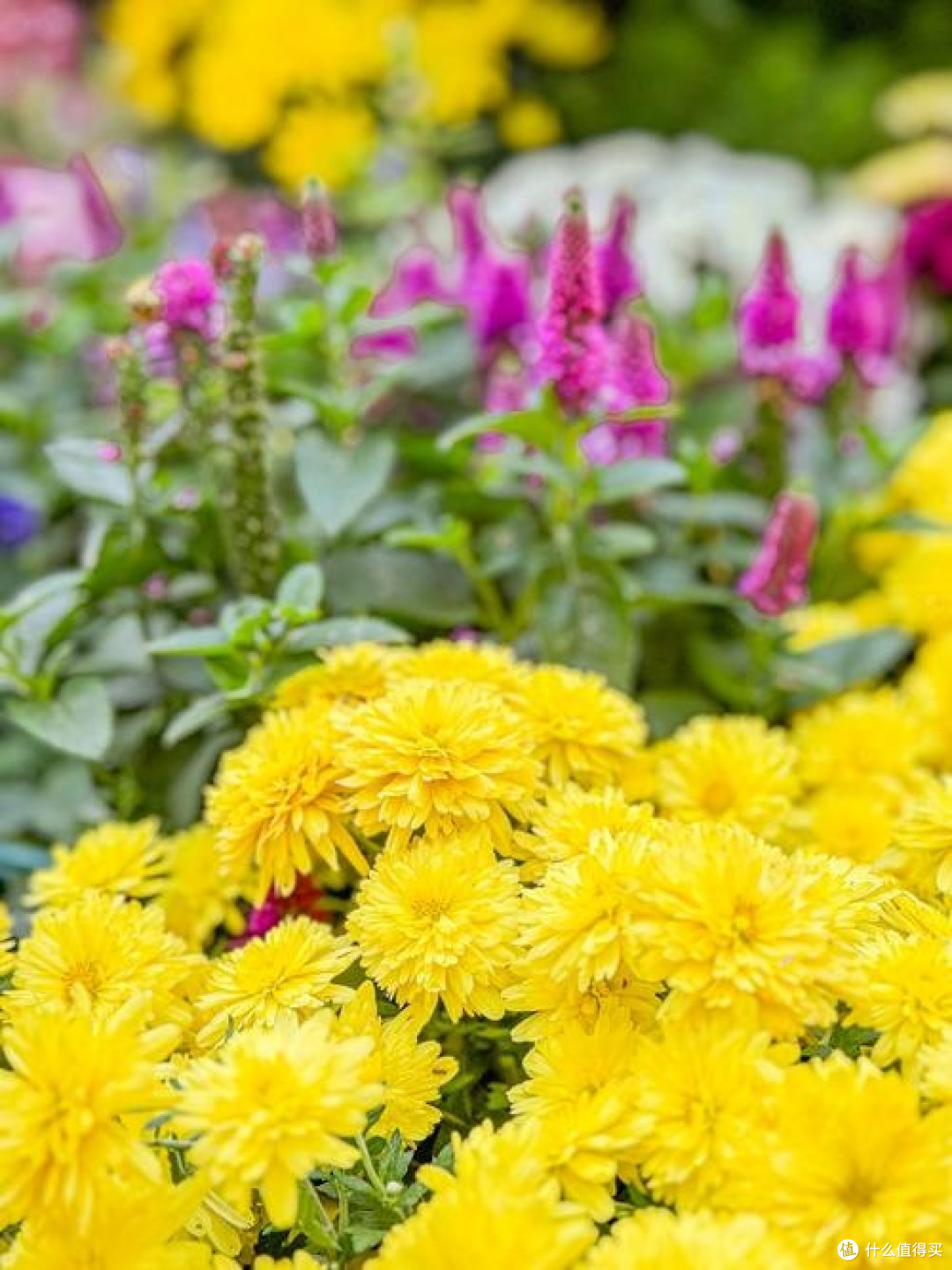 赏菊品秋：金黄花海中的坚韧