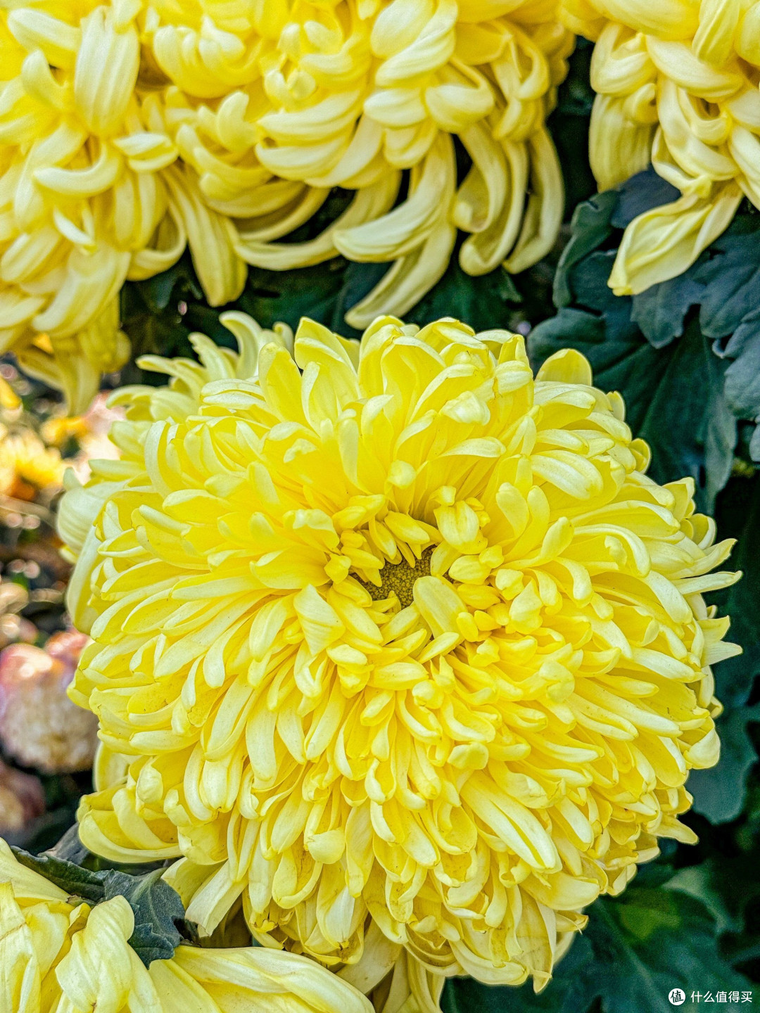 赏菊品秋：金黄花海中的坚韧