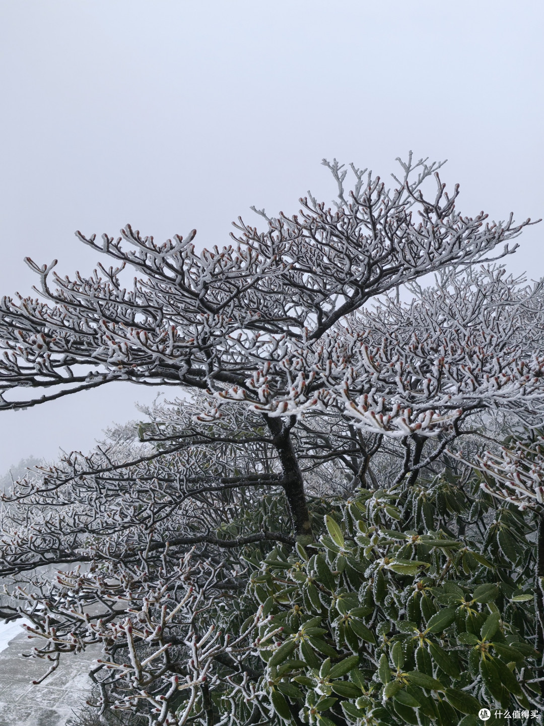 元旦冲黄山!雪后真的美到失语
