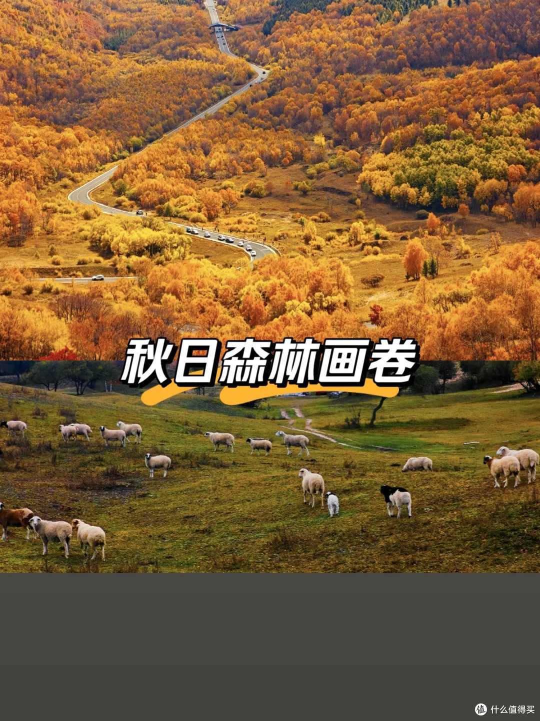 秋日草原森林的视觉盛宴