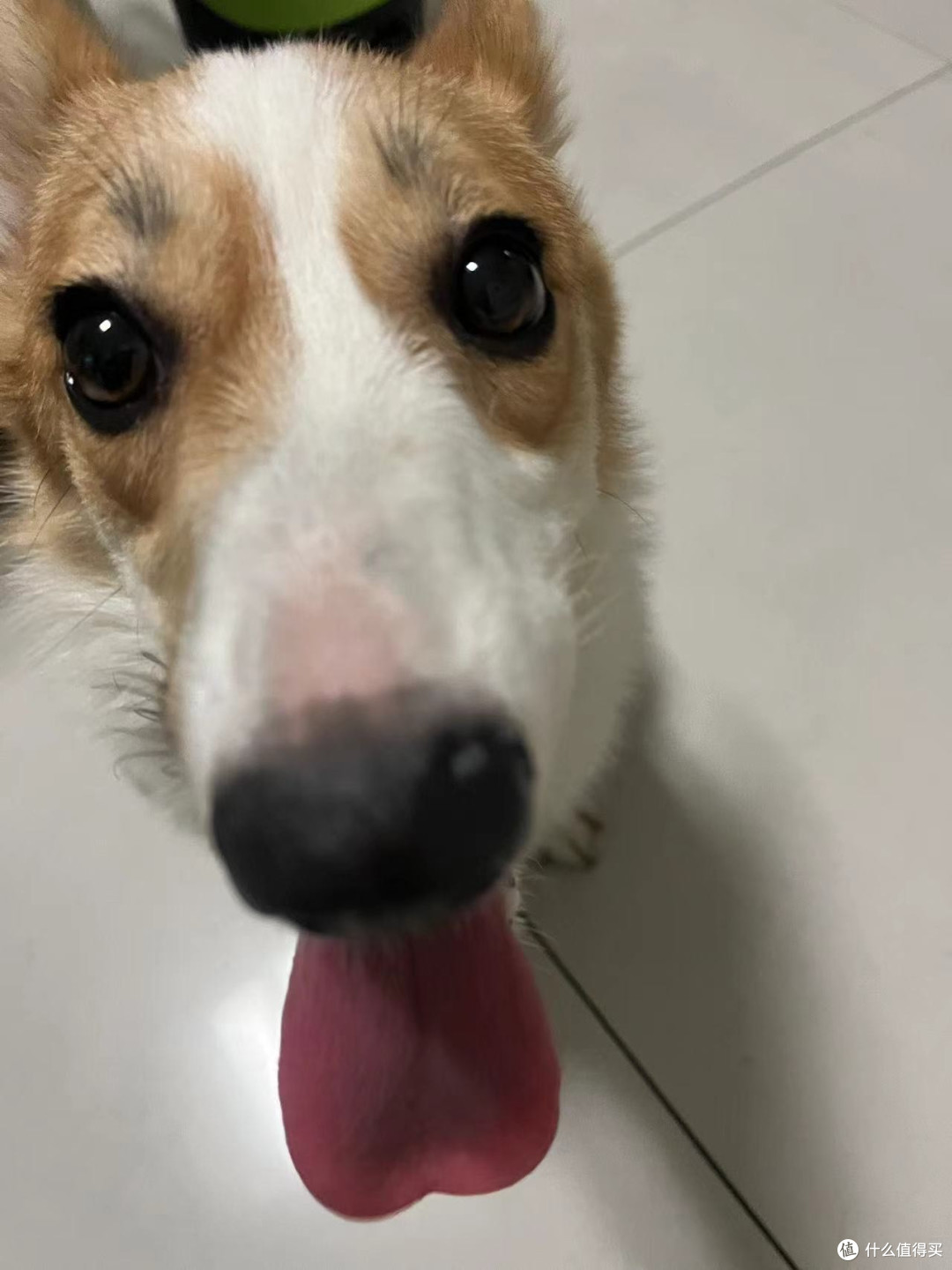 小狗的日常护理与健康