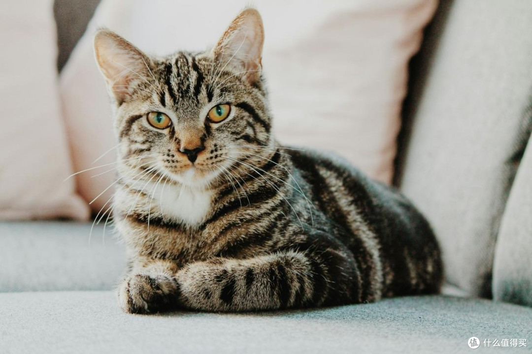 宠物猫粮哪个牌子好性价比高？2025年优质猫粮推荐排行榜最新最全
