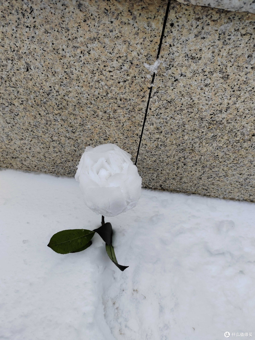雪玫瑰:寒冬中的热烈与坚韧