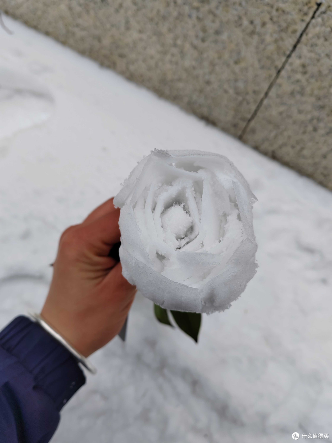 雪玫瑰：寒冬中的热烈与坚韧