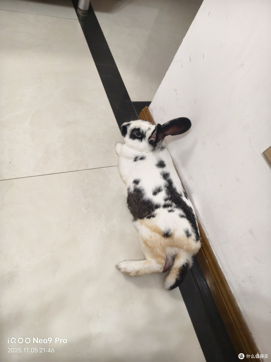 养兔子的注意事项