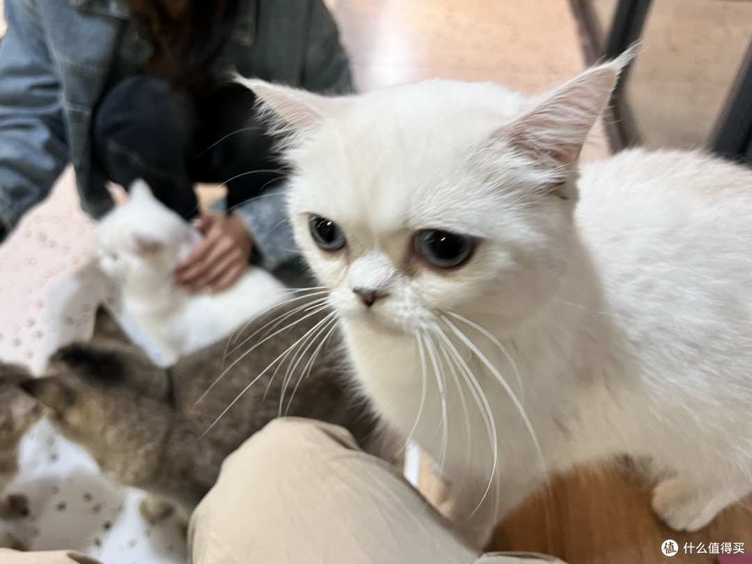 猫咖治愈