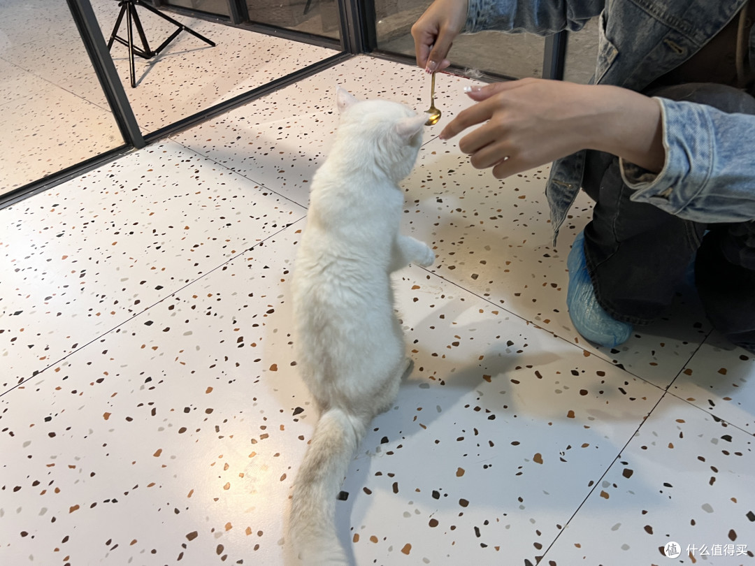 猫咖治愈