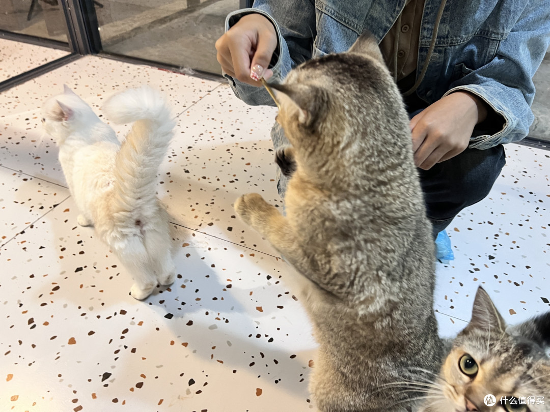 猫咖治愈