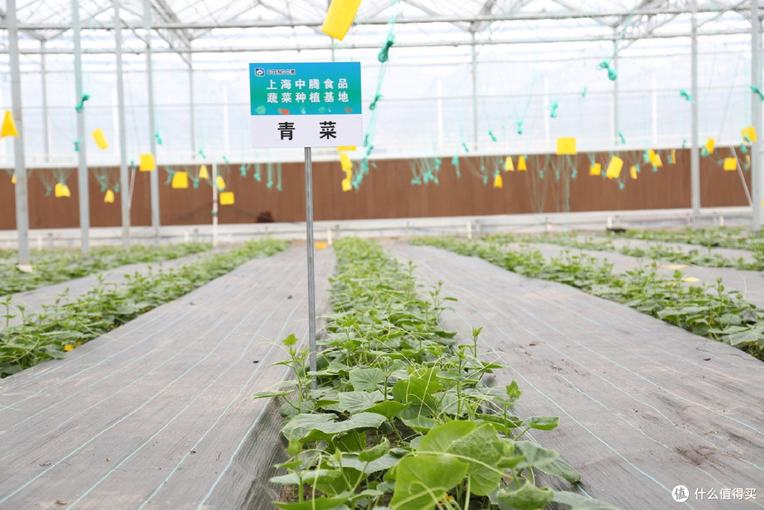 营养定制新风尚:中腾食品以科学配比重塑食堂体验