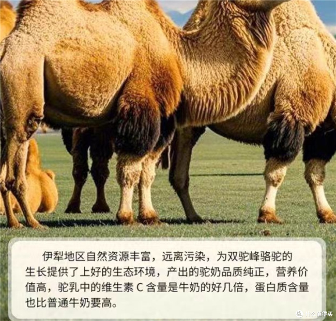 纠结驼奶粉哪个品牌最好最正宗?驼奶粉品牌排名前十名有哪些?
