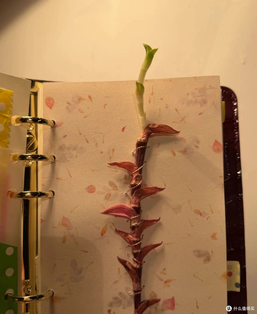 辽宁一女子，晒“全网最牛植物”走红，网友：是想卷上天？