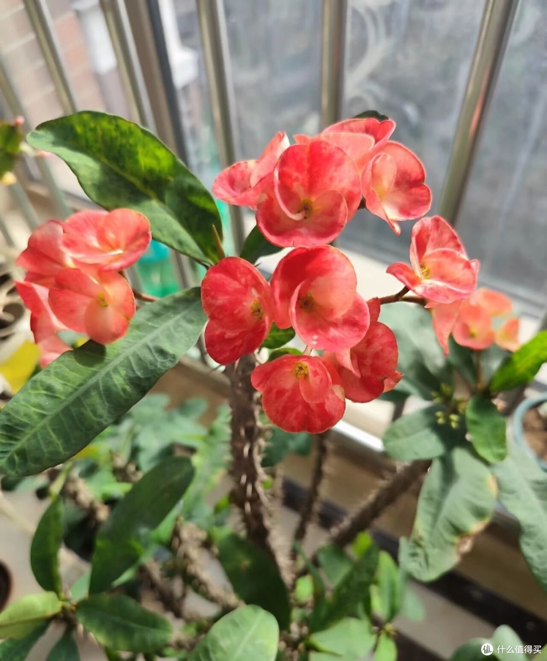 北京一大妈,虎刺梅养成“天天开”,别致又多花:有毒,扔了吧!