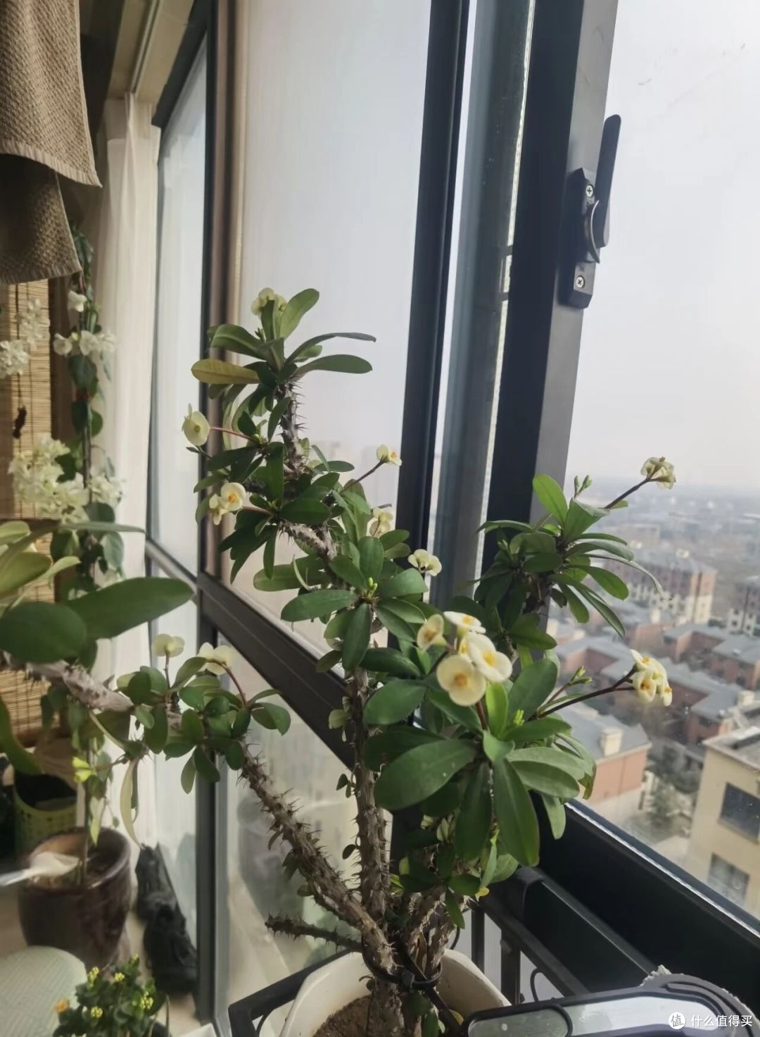 北京一大妈,虎刺梅养成“天天开”,别致又多花:有毒,扔了吧!