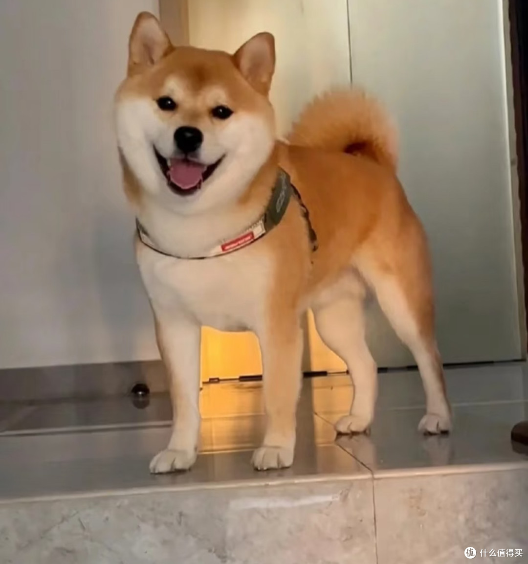 家有柴犬:一只“倔强小土豆”的治愈日常