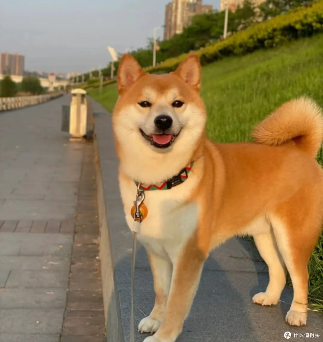 家有柴犬:一只“倔强小土豆”的治愈日常