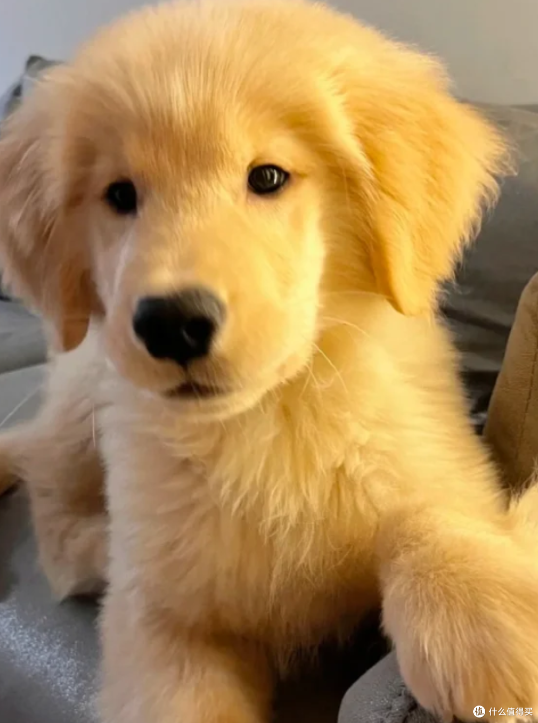 2025金毛幼犬粮测评:从断奶过渡到软便调理,靠谱品牌数据说了算