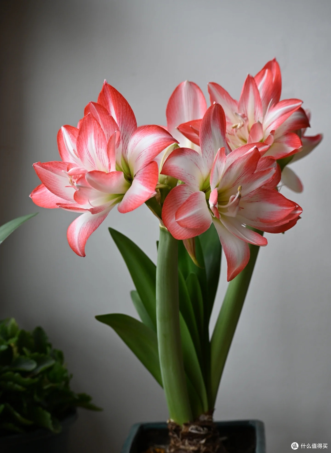 广西一女子，朱顶红“爆箭了”，1球长5枝：网友：要卷破天吗？