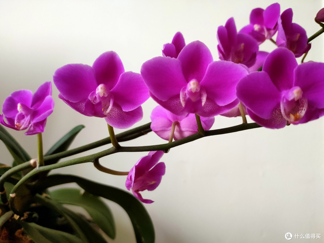 为啥你家的蝴蝶兰不开花?要懂得催花的“温差信号”,花箭呼呼冒