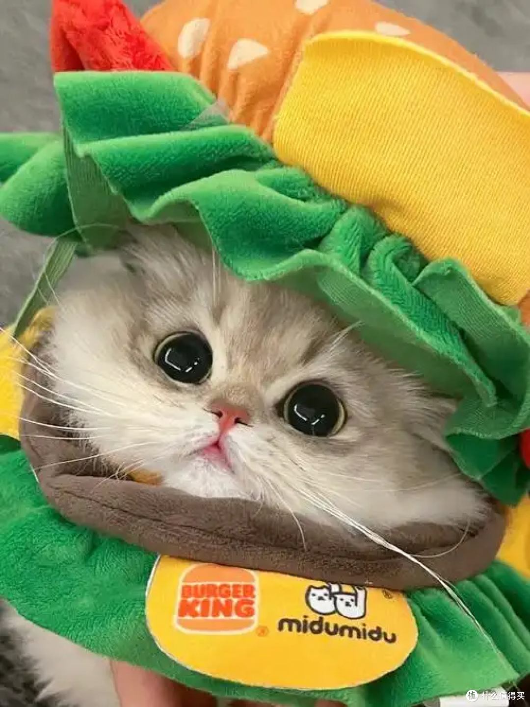 让猫咪上床睡觉?这4个注意事项要记牢