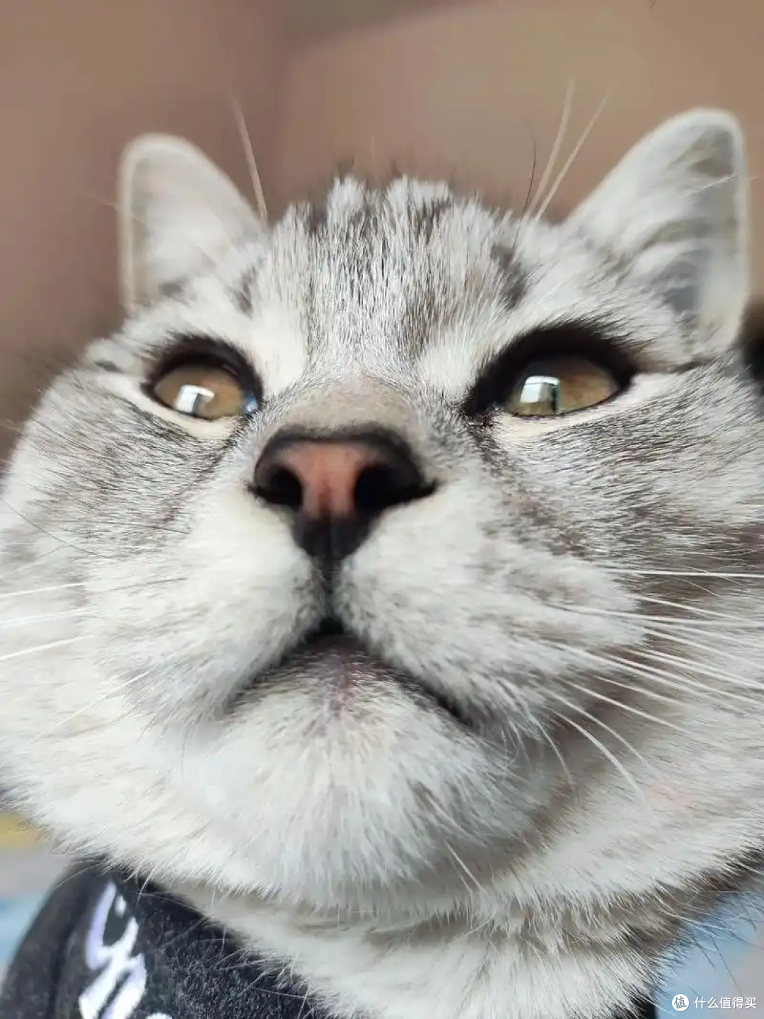 让猫咪上床睡觉?这4个注意事项要记牢