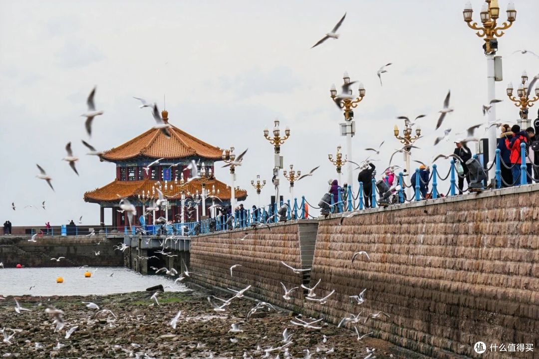 这个冬天,来青岛喂海鸥吧!人均0元解锁喂鸥攻略,治愈整个冬天