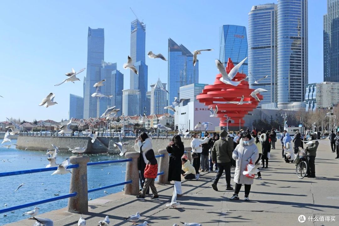 这个冬天,来青岛喂海鸥吧!人均0元解锁喂鸥攻略,治愈整个冬天