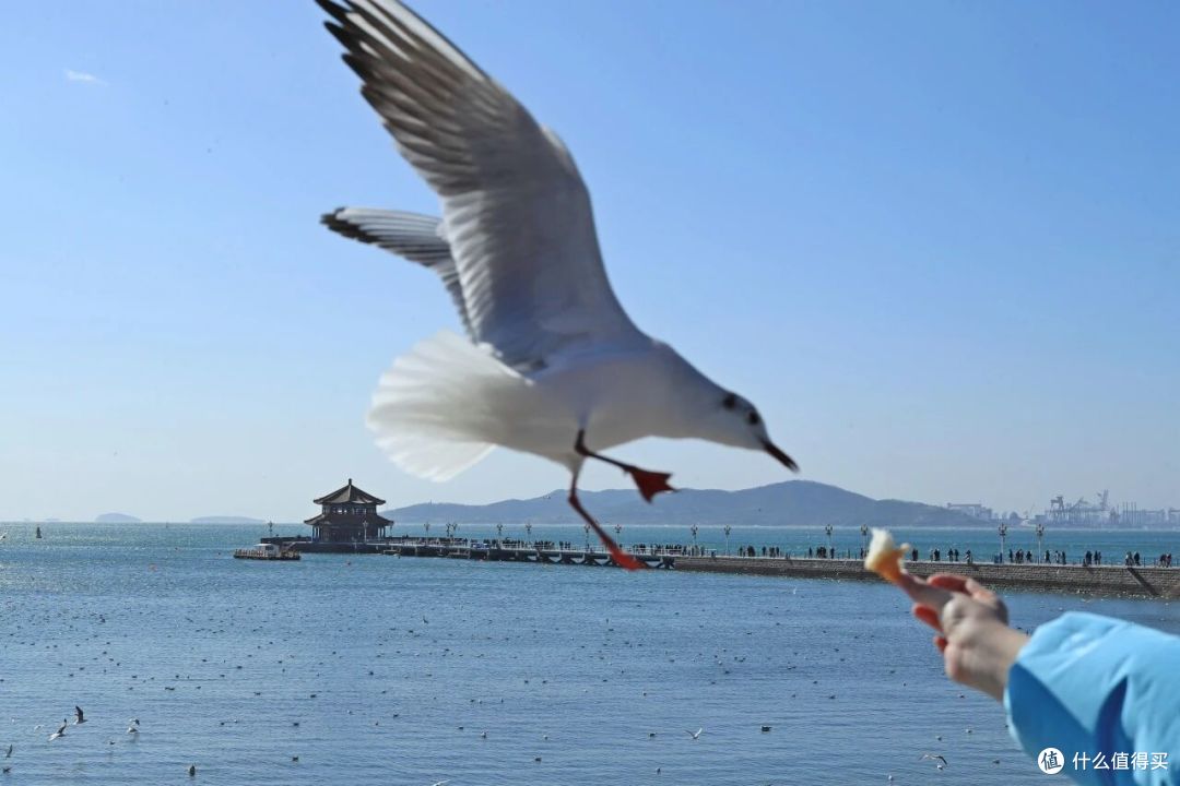 这个冬天,来青岛喂海鸥吧!人均0元解锁喂鸥攻略,治愈整个冬天