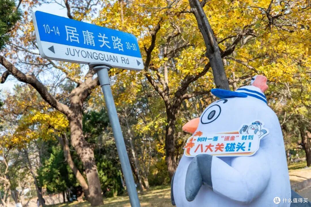 这个冬天,来青岛喂海鸥吧!人均0元解锁喂鸥攻略,治愈整个冬天