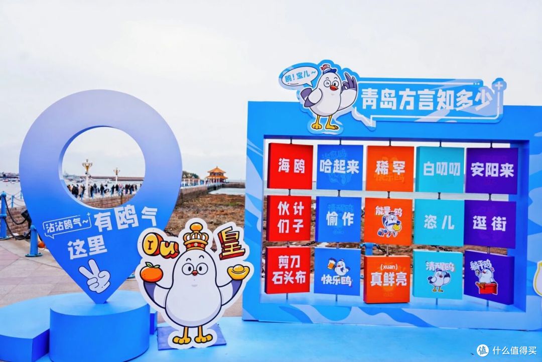 这个冬天,来青岛喂海鸥吧!人均0元解锁喂鸥攻略,治愈整个冬天