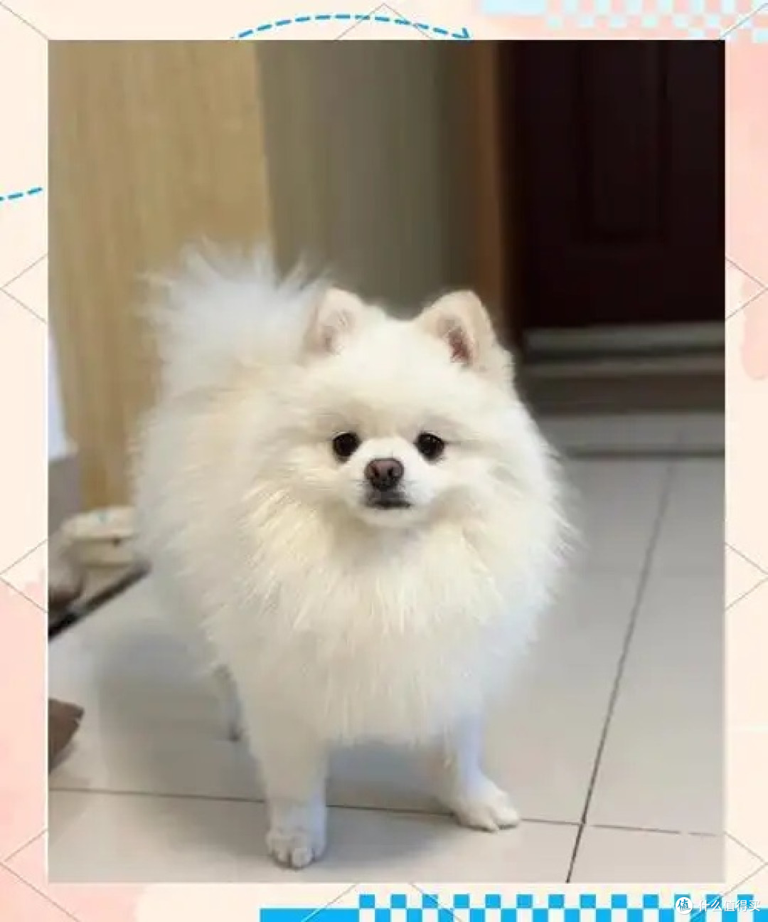 养宠界天花板!这些毛孩子的治愈瞬间直接把幸福感拉满