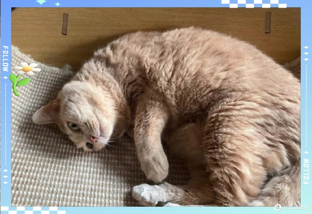 狸花猫