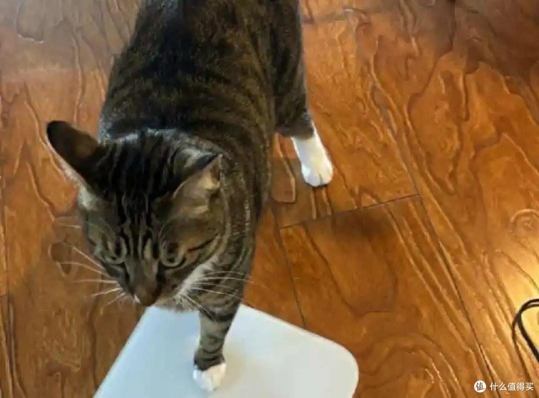 狸花猫