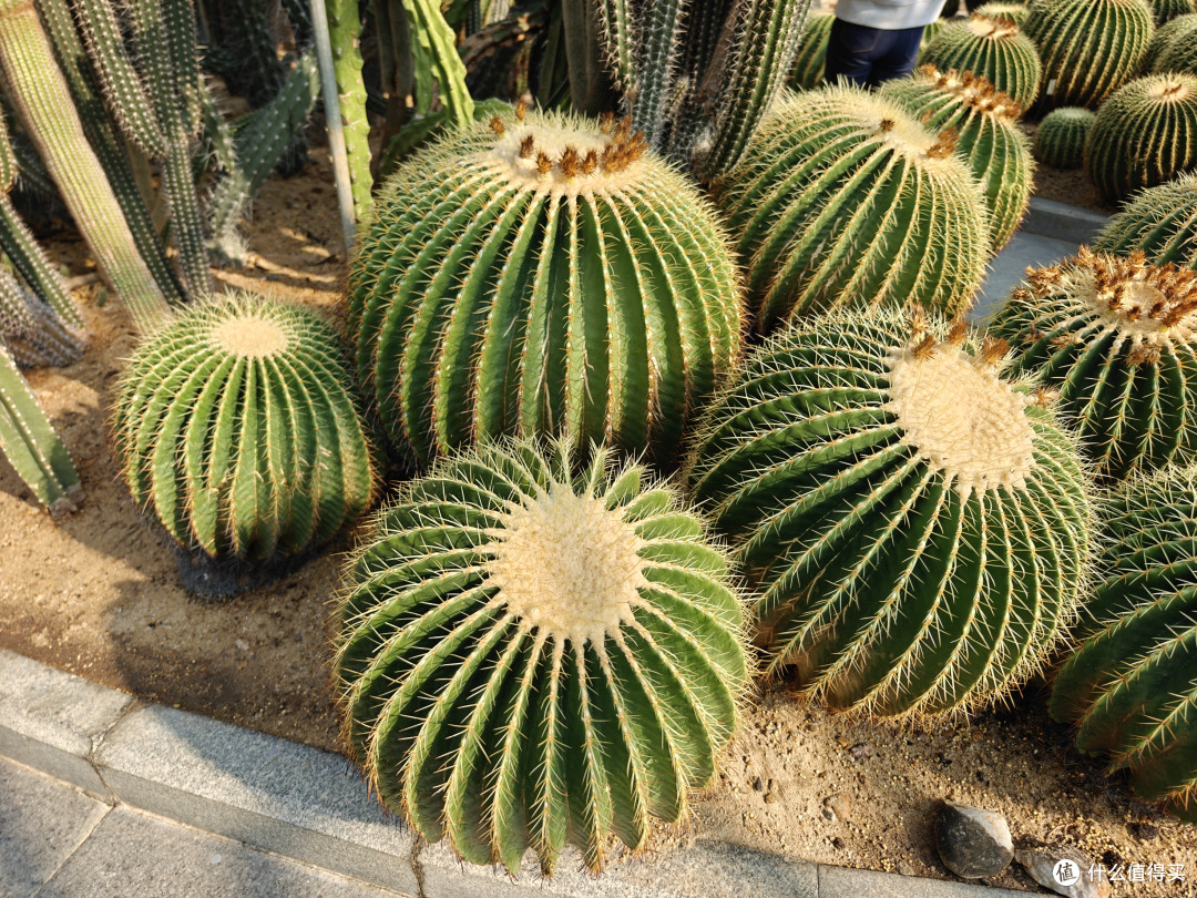 深圳仙湖植物园:多功能植物园