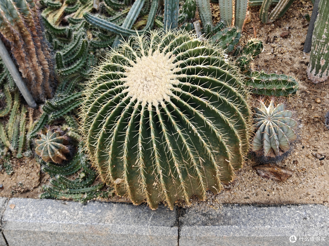深圳仙湖植物园:多功能植物园