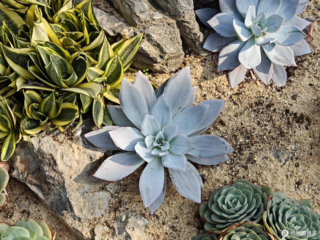 深圳仙湖植物园:多功能植物园