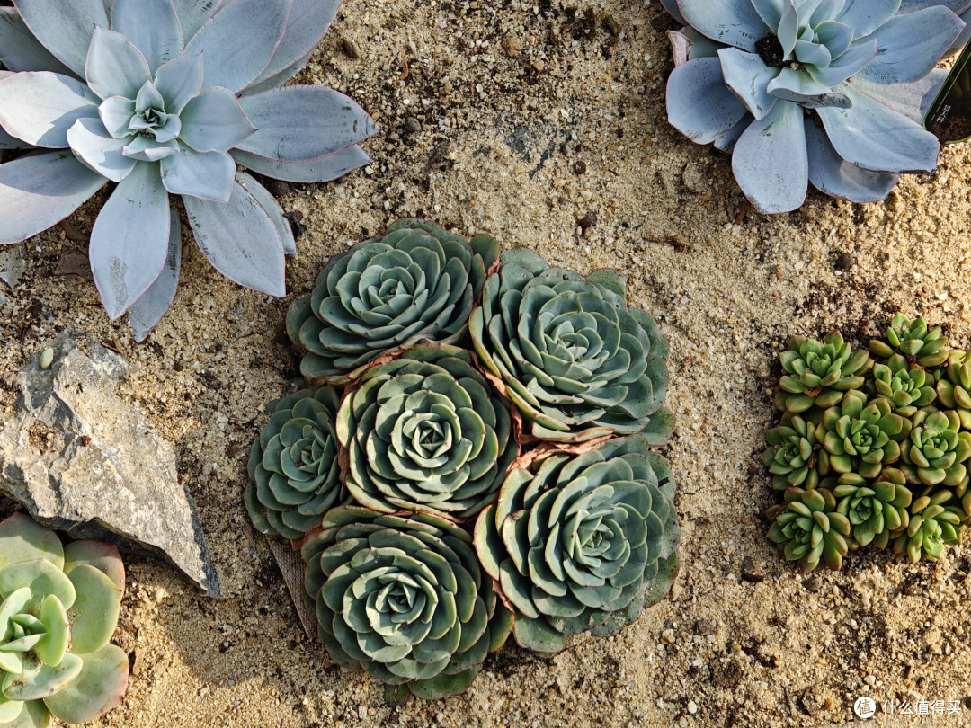 深圳仙湖植物园:多功能植物园