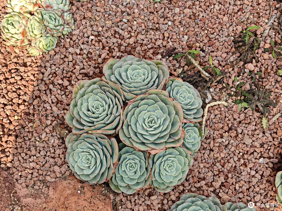 深圳仙湖植物园:多功能植物园