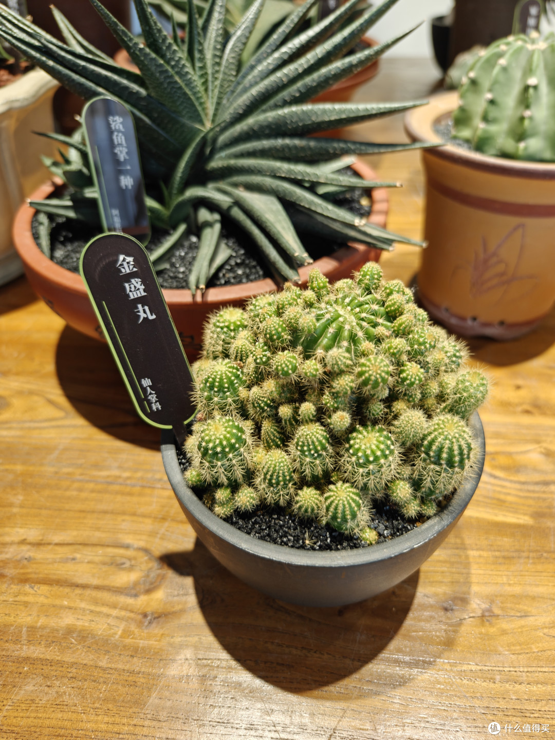 深圳仙湖植物园:多功能植物园