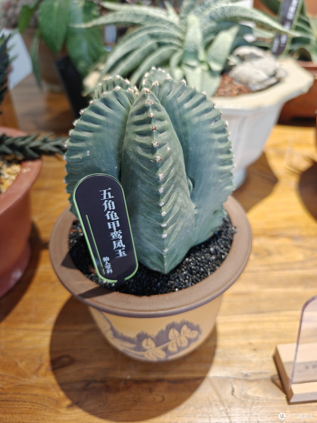 深圳仙湖植物园:多功能植物园